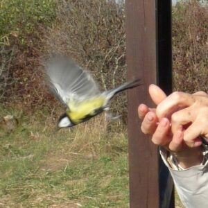 Madárgyűrűző Top-túra a Velencei-tónál, közös kisbusszal