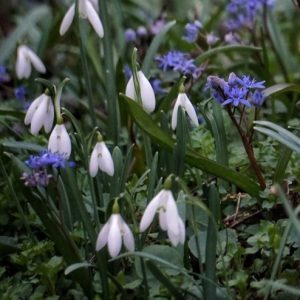 Nőnapi Top-túra: Fehér-lila virágszőnyeg a Csabonyi-erdőben, kisbusszal